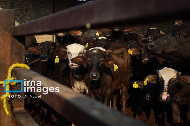 مدیر کل دامپزشکی خراسان رضوی: تهیه واکسن تب‌برفکی نیازمند تامین اعتبار است