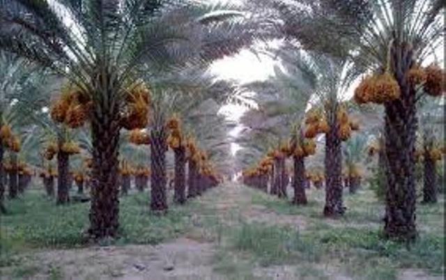 ۵۵ شرکت در هفتمین نمایشگاه بین‌المللی خرما در بوشهر حضور دارند