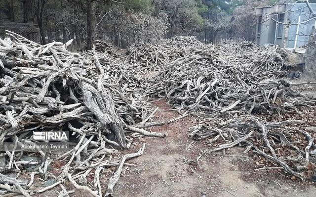 هشت تن چوب «تاغ» قاچاق در گناباد کشف شد