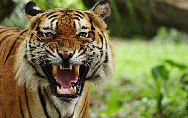 مرگ «ونداد» در الیمالات