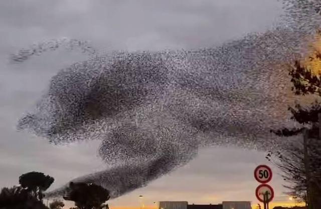 فیلم/ پرواز شگفت‌انگیز پرندگان در آسمان