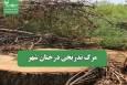 مرگ تدریجی درختان شهر
