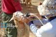 کاروان سلامت دام در شرق جاسک؛ ۲۰۰ هزار راس دام واکسینه و درمان شدند
