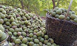 برداشت ۴۰۰ تن گردو از باغات خوانسار علیرغم سرمازدگی