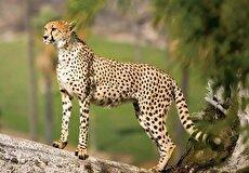 مشاهده ۲ قلاده یوزپلنگ آسیایی در ذخیره‌گاه توران شاهرود (فیلم)