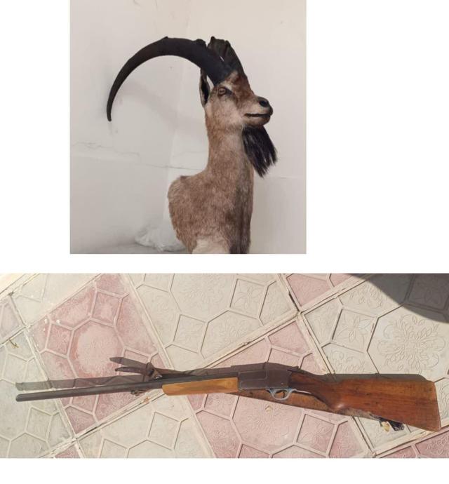 کشف تاکسیدرمی بزکوهی و اسلحه شکاری از متخلف زیست‌ محیطی در خرم‌آباد