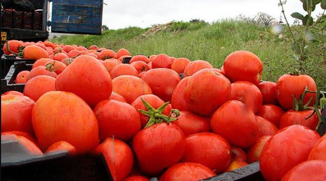 باران مقصر گرانی گوجه‌فرنگی شد؛ جدیدترین قیمت انواع میوه و سبزیجات در میادین