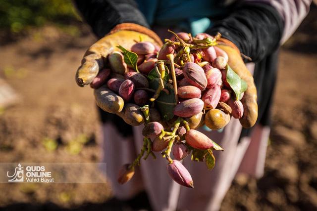پیش‌بینی تولید ۲۵۰ تن «پسته» در باغات کرمانشاه