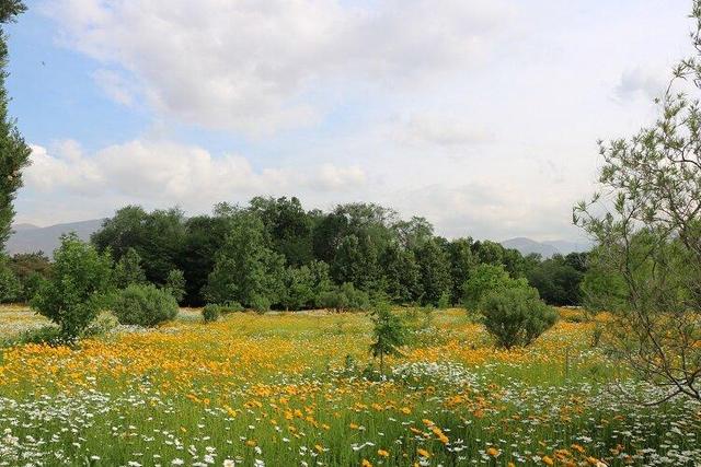 اکوتراپی؛درمانی سبز برای بازسازی روان و بدن در دنیای پر استرس امروز