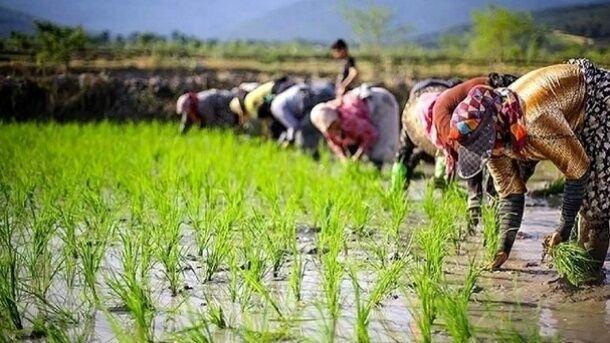 ۸۵ درصد کشت دوم برنج در بابل برداشت شد