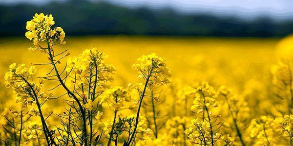 افزایش ۶۵ درصدی خرید کلزا از کشاورزان مازندرانی