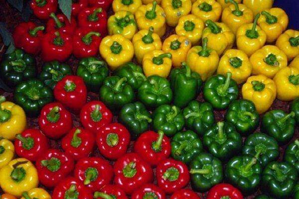 صادرات ۲۰ تن فلفل دلمه‌ای بیضا به کشور روسیه