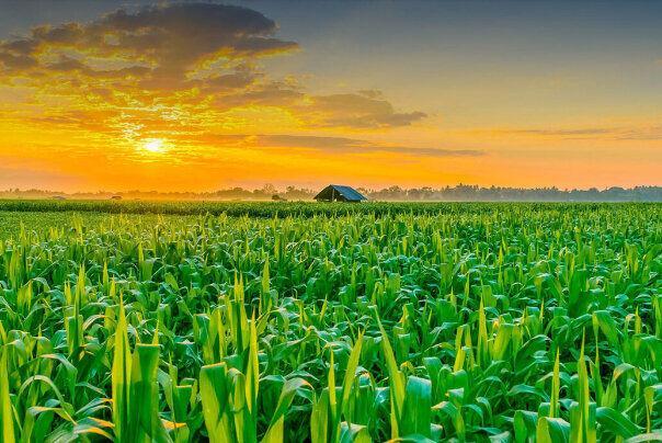 آغاز کشت ۴۸ هزار هکتاری محصولات اساسی در سیستان و بلوچستان