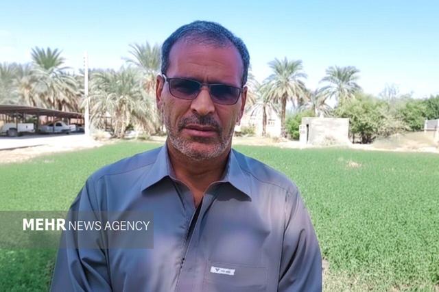 ناروئی: برداشت ارزن در دلگان آغاز شد