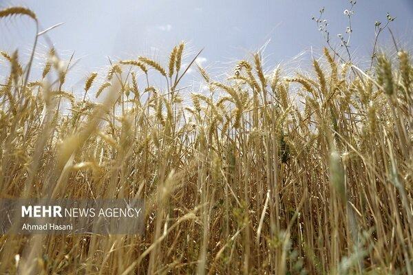آغاز کشت ۴۸ هزار هکتاری محصولات اساسی در استان سیستان و بلوچستان