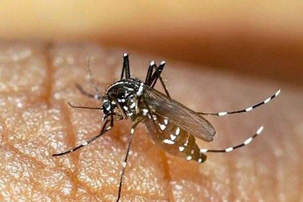 افزایش شمار مبتلایان به تب دنگی در هرمزگان