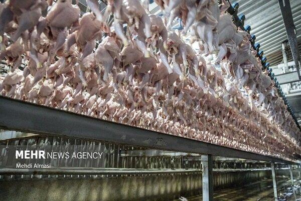 اسکندری: افزایش ۲۰ هزار تُنی تولید مرغ در آذربایجان شرقی