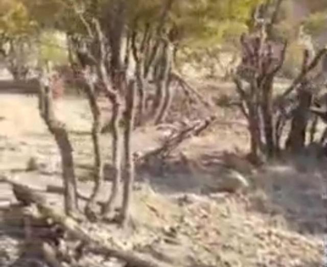 تخریب و قطع بی‌رویه درختان بلوط