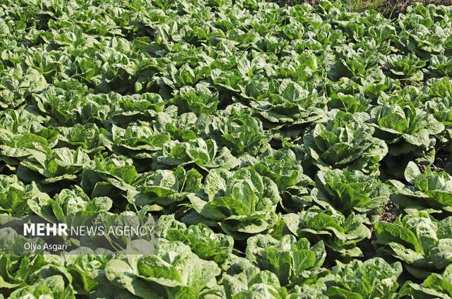 لزوم استفاده از سیستم‌های نوین آبیاری در مزارع سبزی و صیفی