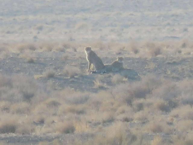مشاهدۀ ۲ یوزپلنگ آسیایی در توران شاهرود