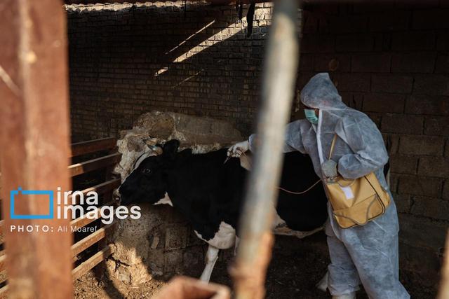 واکسیناسیون ۱۰۰ هزار دُز دام سنگین علیه تب برفکی در مناطق پرخطر خوزستان