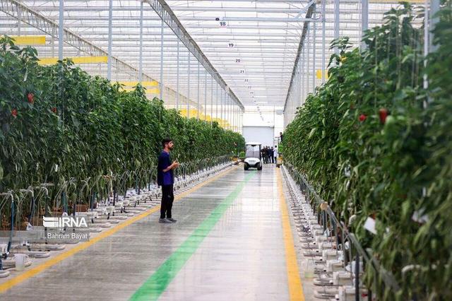 پرداخت ۲۰ هزار میلیارد ریال تسهیلات برای احداث گلخانه ها