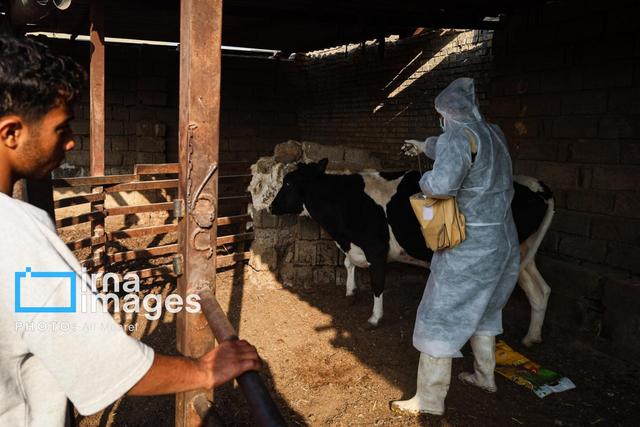 ایلام عاری از تب برفکی