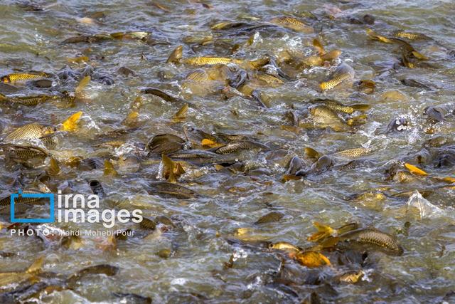 توسعه گردشگری کشاورزی در سمنان با تمرکز بر مراکز پرورش ماهی