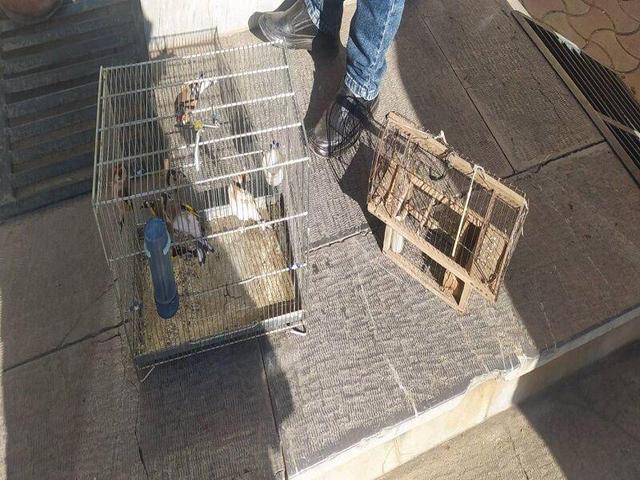 هفت قطعه سهره طلایی از منزل متخلفی در سقز کشف و ضبط شد