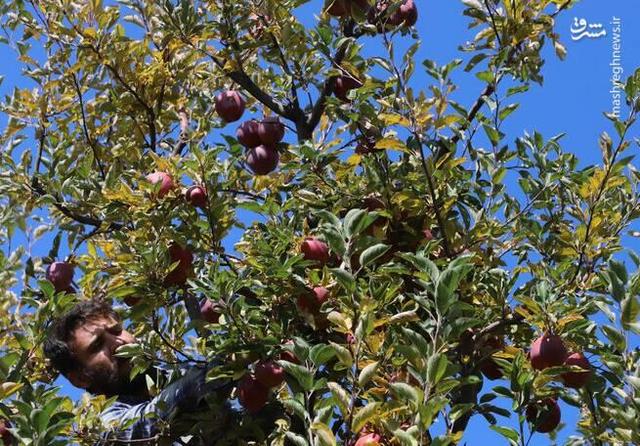عکس/ برداشت سیب از باغات مراغه