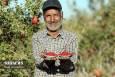 فصل برداشت انار از باغ‌های شهرستان بجستان _ خراسان رضوی