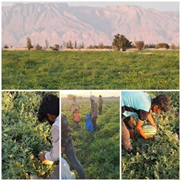 آغاز برداشت هندوانه پاییزه در شهرستان بندرلنگه