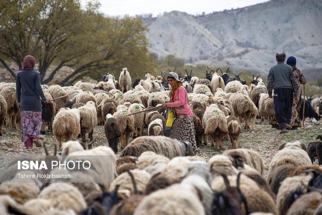 توزیع ۱۴هزار تن نهاده دامی بین عشایر خوزستان از ابتدای امسال