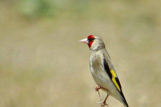 بازداشت متخلفان زنده‌گیری سهره طلایی در زیستگاه‌های تالش