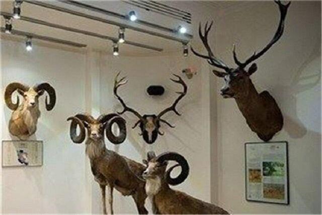 خواب دوباره موزه حیات وحش طبیعی خراسان شمالی بعد از ۱۲ سال