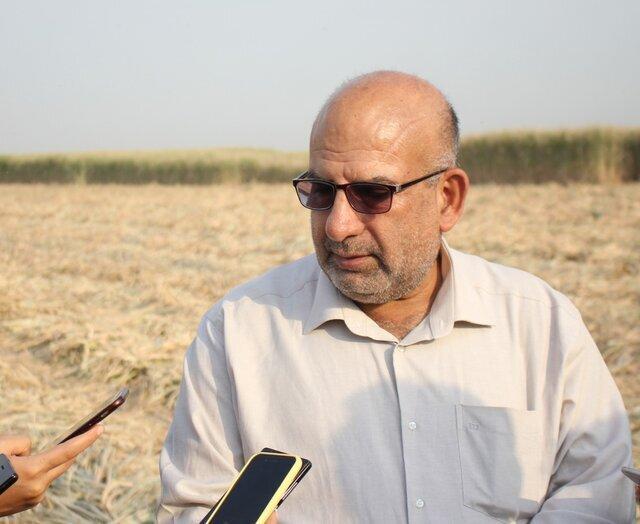 هیچگونه آتش‌سوزی در مناطق نیشکری انجام نمی‌شود/ آتش‌سوزی‌های اخیر از سوی کشاورزان همسایه است