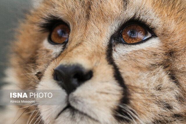 مشاهده «تلما» پس از ۳ سال به همراه توله اش در توران