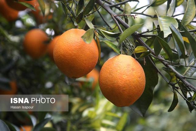 از لزوم ایجاد کارخانه‌ فرآوری مرکبات در رودسر تا زمینه‌سازی برای فروش کنسانتره