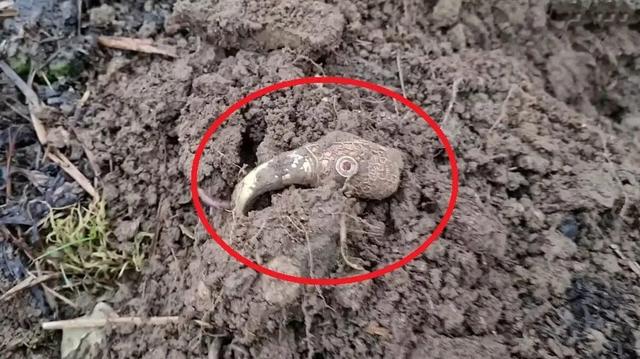 سر کلاغ طلایی پس از ۱۴۰۰ سال از خاک بیرون آمد | عکس