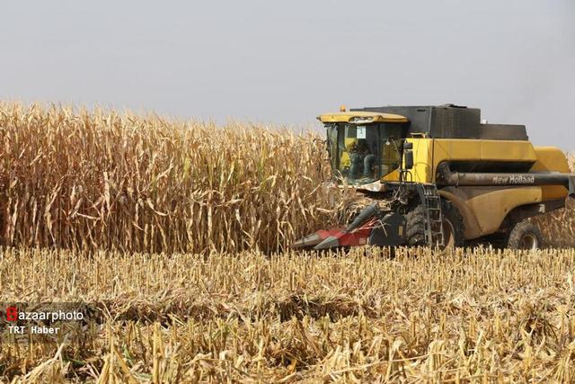 خوراک دام کرمانشاه با ورود بیش از ۳۰۵ هزار تن نهاده به استان تامین شد