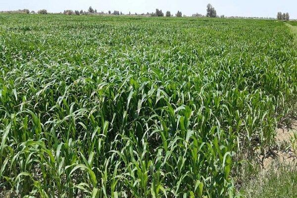 پیش‌بینی تولید ۳.۵ میلیون تن ذرت علوفه‌ای در فارس