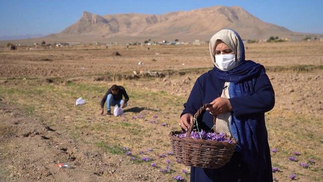 یاقوت سرخ «ازان» در جستجوی تاج هویت