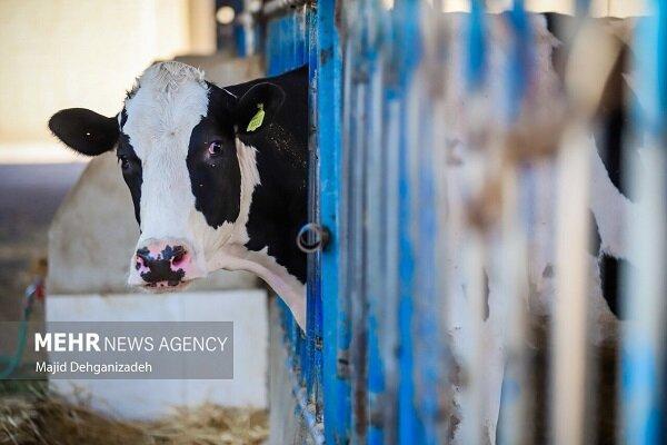 نوسان قیمتی امروز بازار گوشت نتیجه دلالی در شبکه توزیع نهاده دامی است