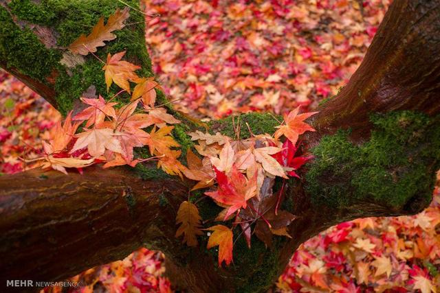 داوران رویداد «پاییز - برگ» معرفی شدند