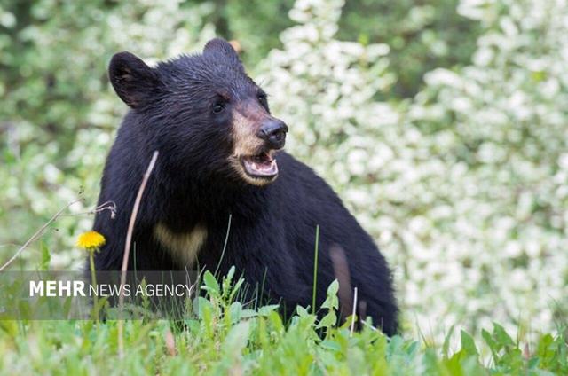 حمله دوباره خرس سیاه آسیایی به دام‌های روستایی در فاریاب رودان