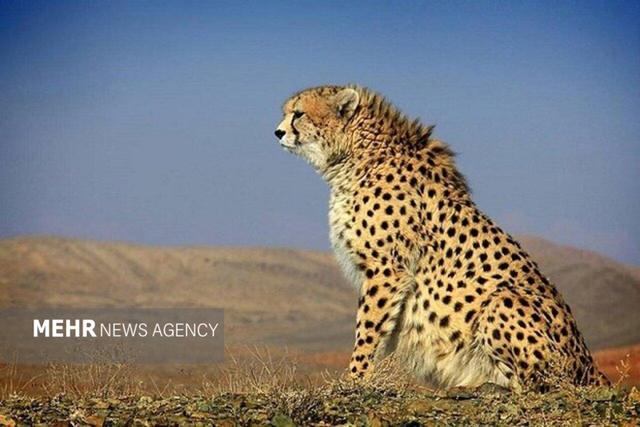 تولد دوباره امید؛ مشاهده یوزپلنگ مادر و توله‌اش در توران شاهرود