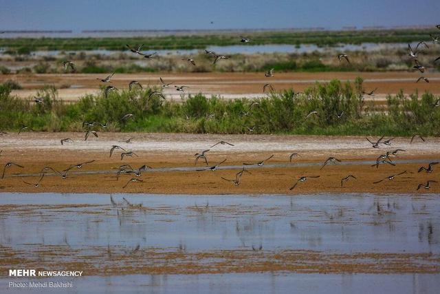 حاجی زاده: حقابه رودخانه شور کلید حیات تالاب‌های قم است