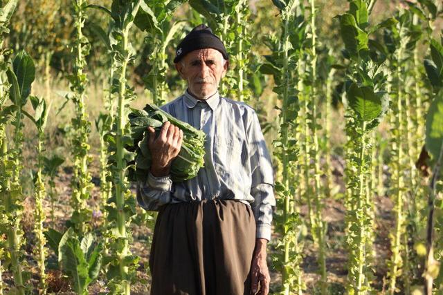 پاییز، توتون و دستان پینه‌بسته؛ قصه «کاک عمر» در روستای کوتر مهاباد