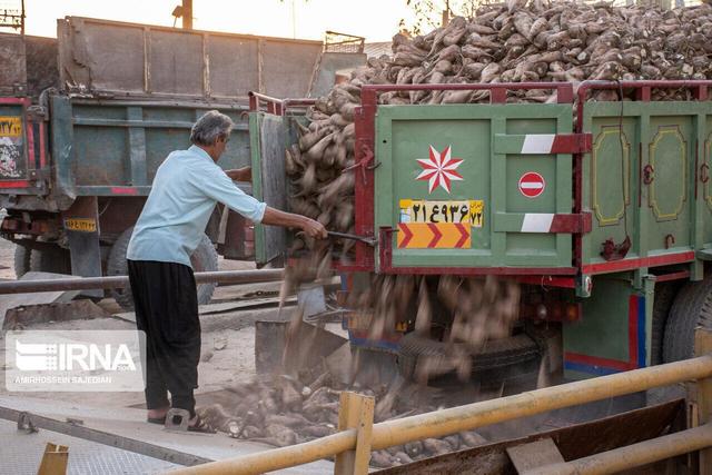 ارزش اقتصادی چغندر خراسان‌شمالی به پنج هزار و ۵۰۰ میلیارد ریال رسید