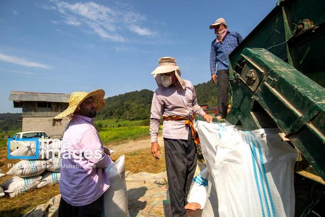 آغاز خرید توافقی شلتوک و برنج و پرداخت وجوه تضمینی سویا در گلستان